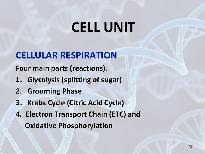 CELL UNIT CELLULAR RESPIRATION Four main parts (reactions). 1. Glycolysis (splitting of sugar) 2.