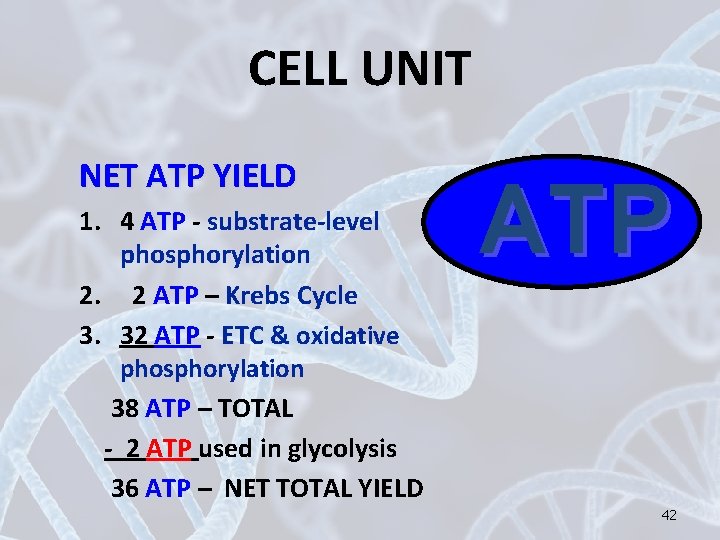 CELL UNIT NET ATP YIELD 1. 4 ATP - substrate-level phosphorylation 2. 2 ATP