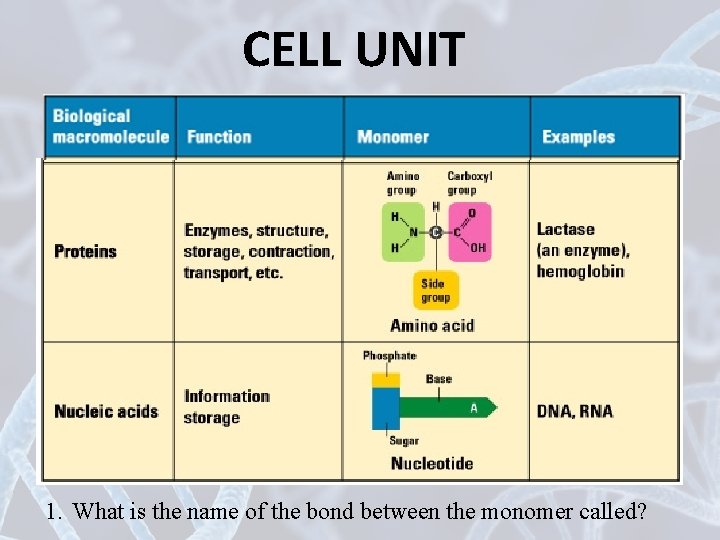 CELL UNIT 1. What is the name of the bond between the monomer called?