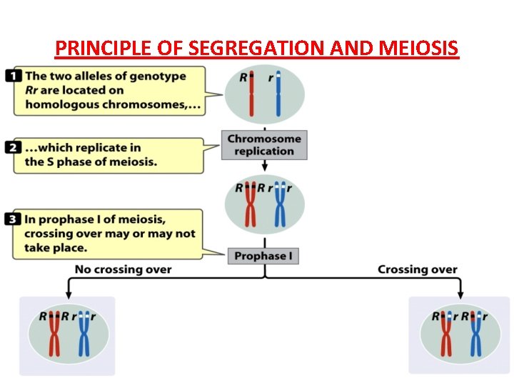PRINCIPLE OF SEGREGATION AND MEIOSIS 