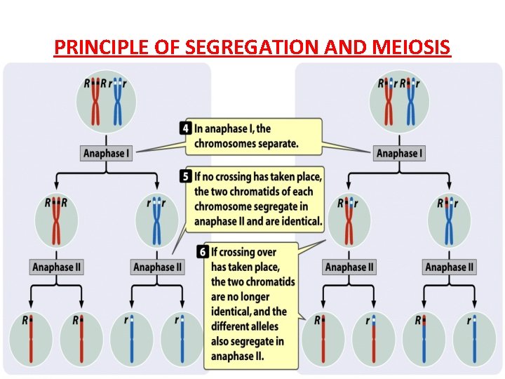 PRINCIPLE OF SEGREGATION AND MEIOSIS 