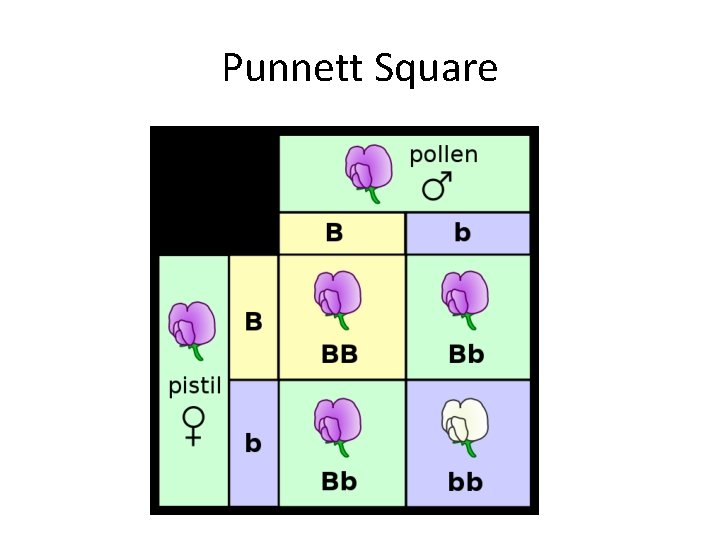 Punnett Square 