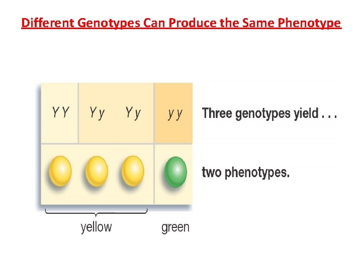 Different Genotypes Can Produce the Same Phenotype 