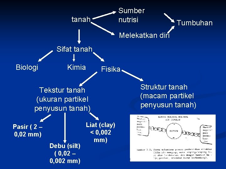 Sumber nutrisi tanah Tumbuhan Melekatkan diri Sifat tanah Biologi Kimia Fisika Tekstur tanah (ukuran