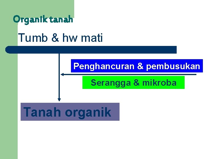 Organik tanah Tumb & hw mati Penghancuran & pembusukan Serangga & mikroba Tanah organik