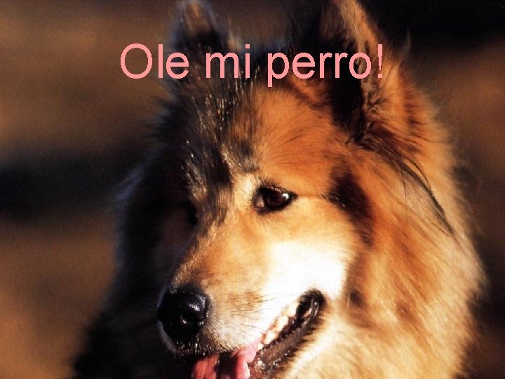 Ole mi perro! 