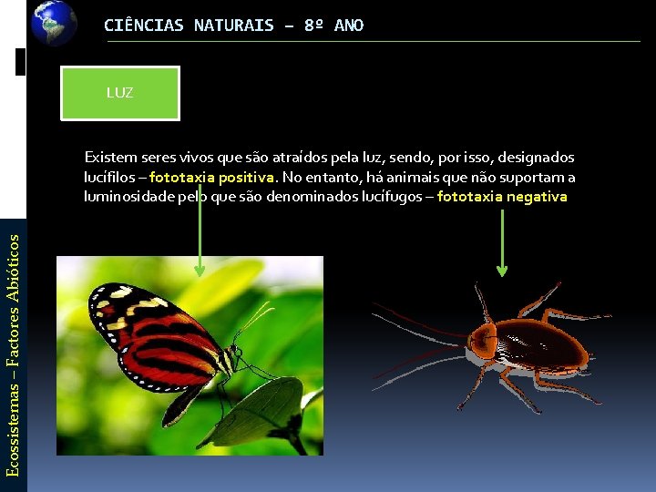 CIÊNCIAS NATURAIS – 8º ANO LUZ Ecossistemas – Factores Abióticos Existem seres vivos que