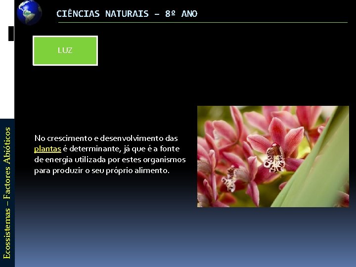 CIÊNCIAS NATURAIS – 8º ANO Ecossistemas – Factores Abióticos LUZ No crescimento e desenvolvimento