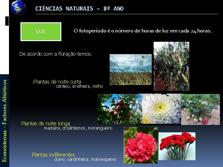 CIÊNCIAS NATURAIS – 8º ANO O fotoperíodo é o número de horas de luz