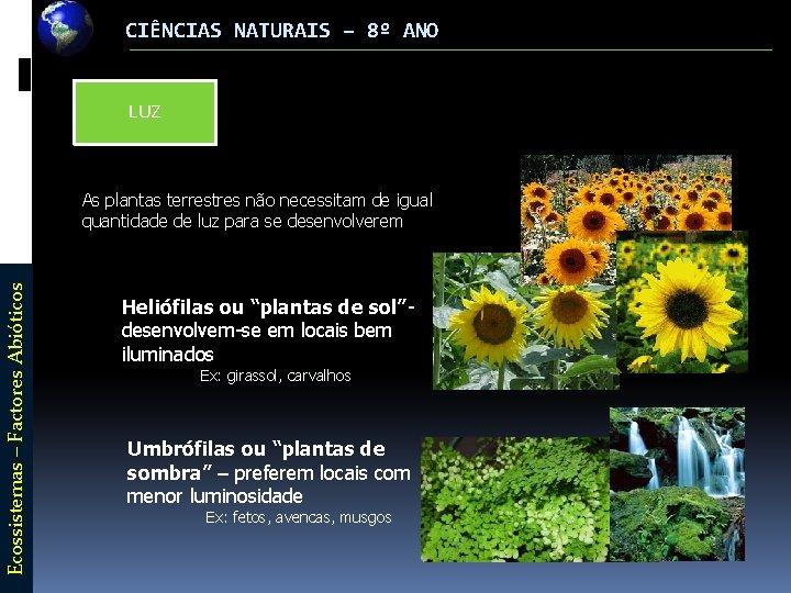 CIÊNCIAS NATURAIS – 8º ANO LUZ Ecossistemas – Factores Abióticos As plantas terrestres não