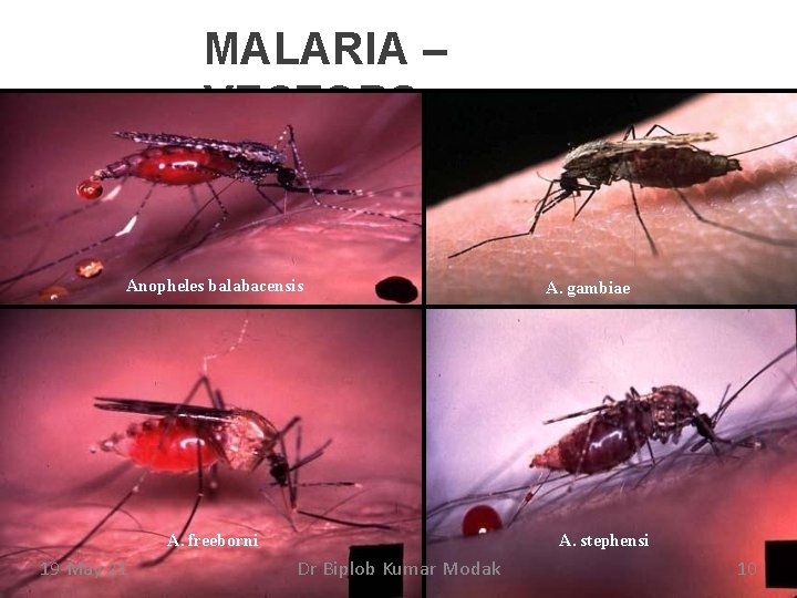 MALARIA – VECTORS Anopheles balabacensis A. freeborni 19 -May-21 A. gambiae A. stephensi Dr