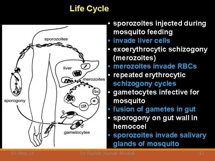 Life Cycle • sporozoites injected during mosquito feeding • invade liver cells • exoerythrocytic