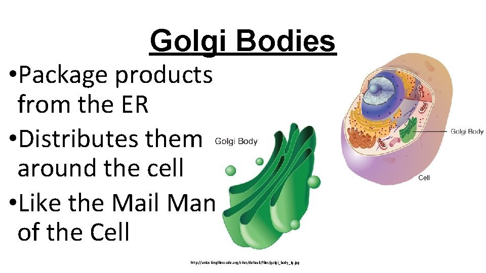 Golgi Bodies • Package products from the ER • Distributes them around the cell