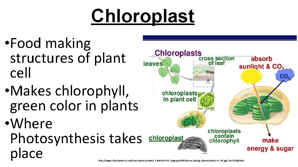 Chloroplast • Food making structures of plant cell • Makes chlorophyll, green color in