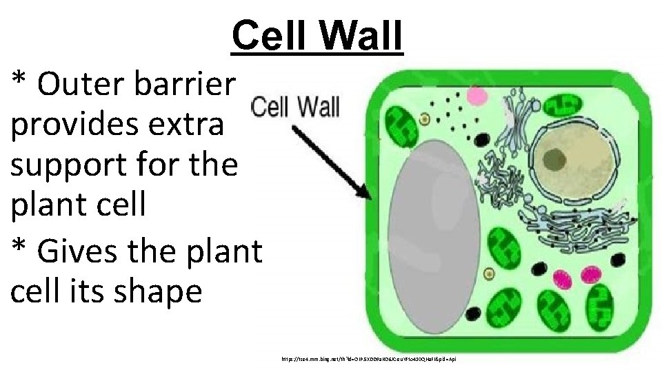 Cell Wall * Outer barrier provides extra support for the plant cell * Gives