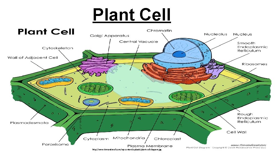 Plant Cell http: //www. timvandevall. com/wp-content/uploads/plant-cell-diagram. jpg 