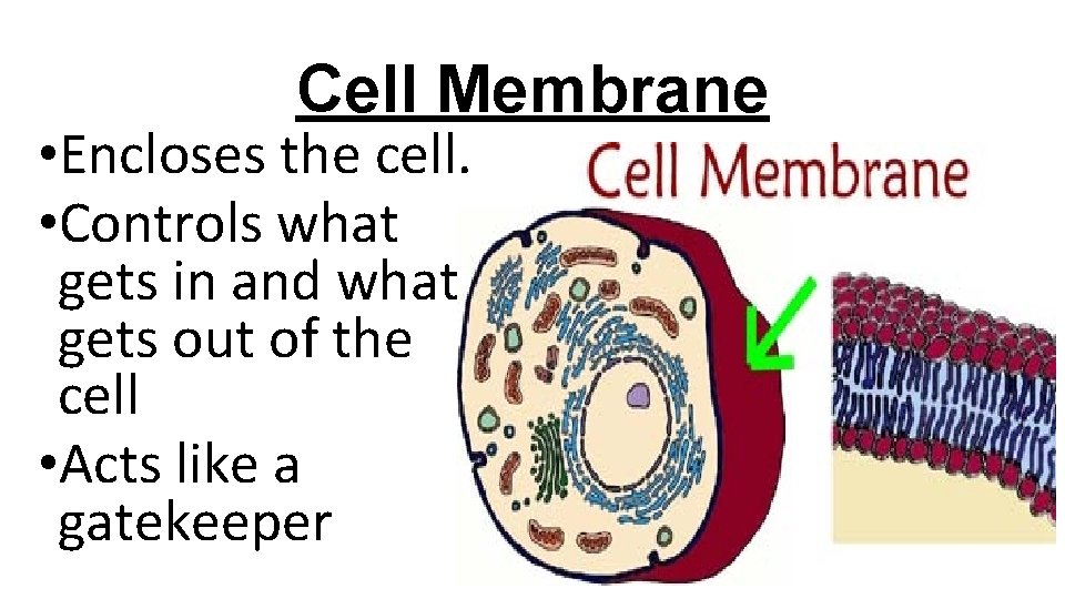 Cell Membrane • Encloses the cell. • Controls what gets in and what gets