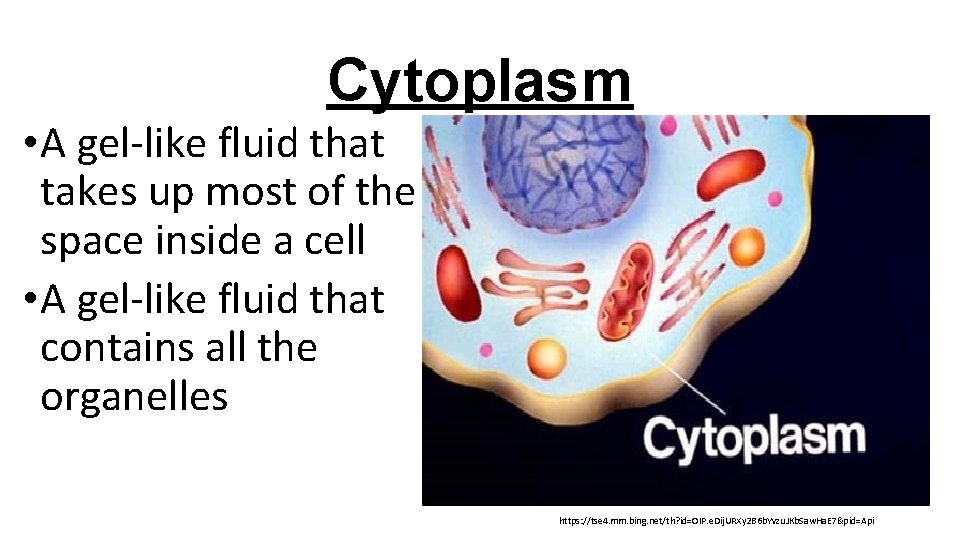 Cytoplasm • A gel-like fluid that takes up most of the space inside a