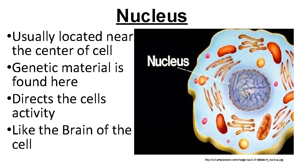 Nucleus • Usually located near the center of cell • Genetic material is found