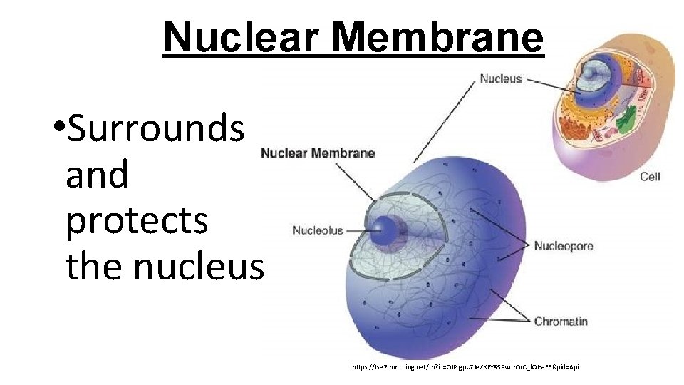 Nuclear Membrane • Surrounds and protects the nucleus https: //tse 2. mm. bing. net/th?