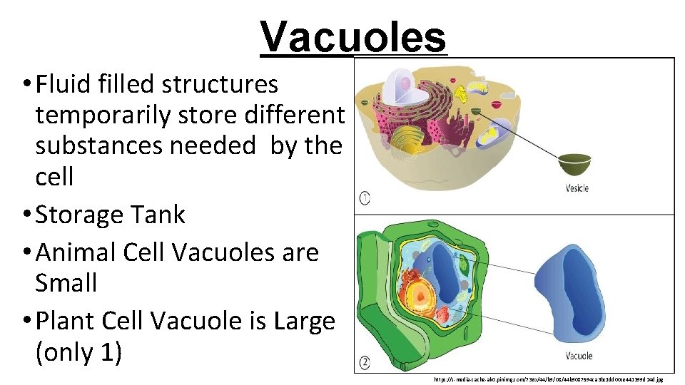 Vacuoles • Fluid filled structures temporarily store different substances needed by the cell •