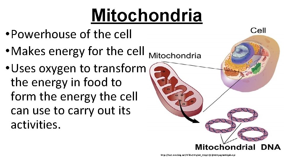 Mitochondria • Powerhouse of the cell • Makes energy for the cell • Uses