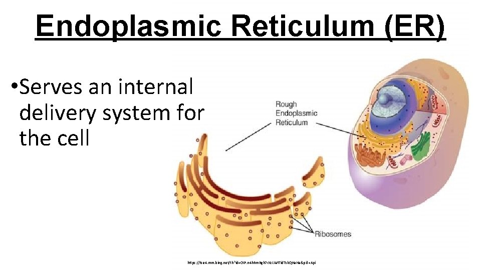 Endoplasmic Reticulum (ER) • Serves an internal delivery system for the cell https: //tse
