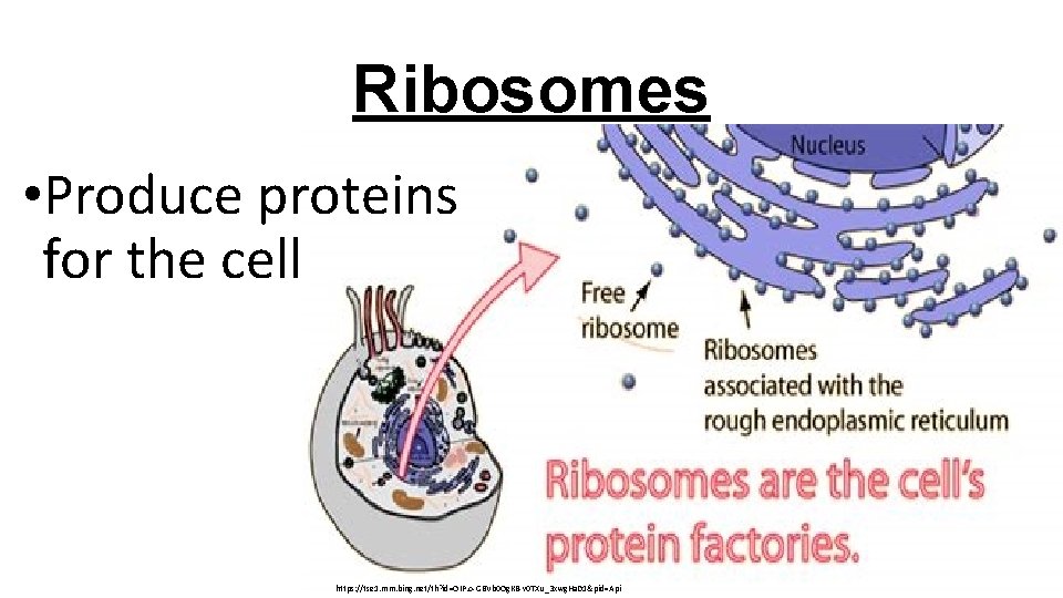 Ribosomes • Produce proteins for the cell https: //tse 1. mm. bing. net/th? id=OIP.