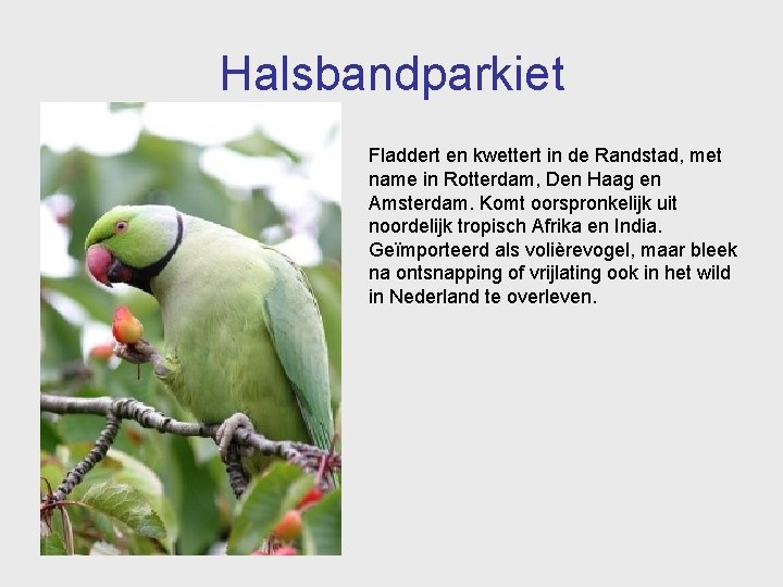 Halsbandparkiet Fladdert en kwettert in de Randstad, met name in Rotterdam, Den Haag en