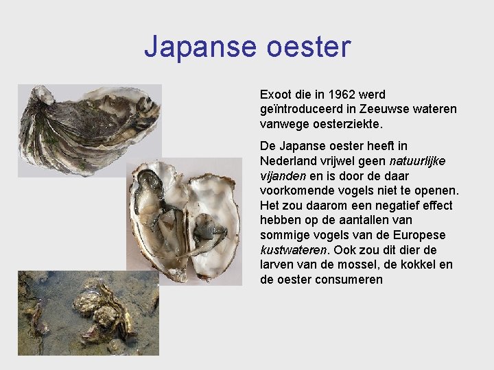 Japanse oester Exoot die in 1962 werd geïntroduceerd in Zeeuwse wateren vanwege oesterziekte. De