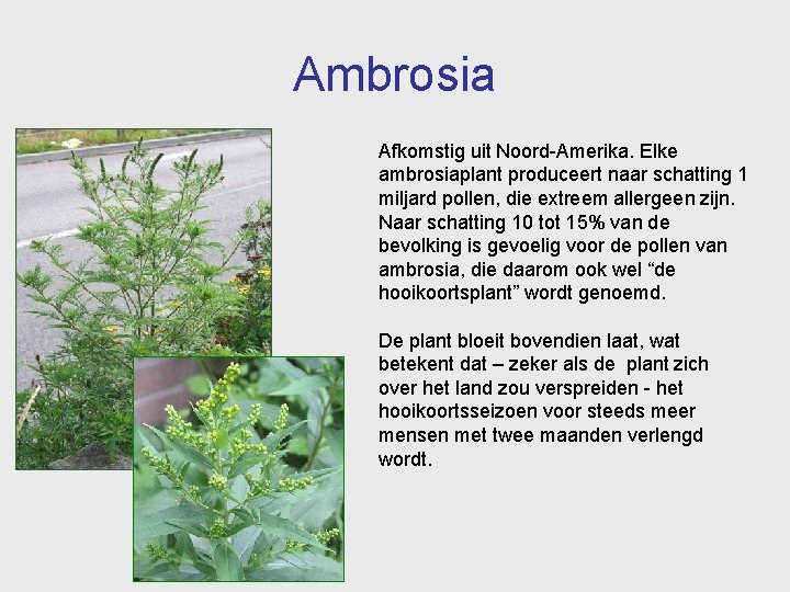 Ambrosia Afkomstig uit Noord-Amerika. Elke ambrosiaplant produceert naar schatting 1 miljard pollen, die extreem