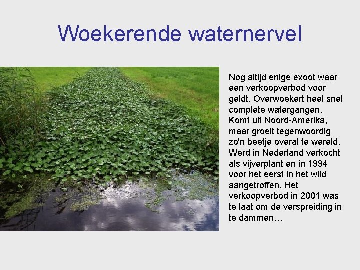 Woekerende waternervel Nog altijd enige exoot waar een verkoopverbod voor geldt. Overwoekert heel snel