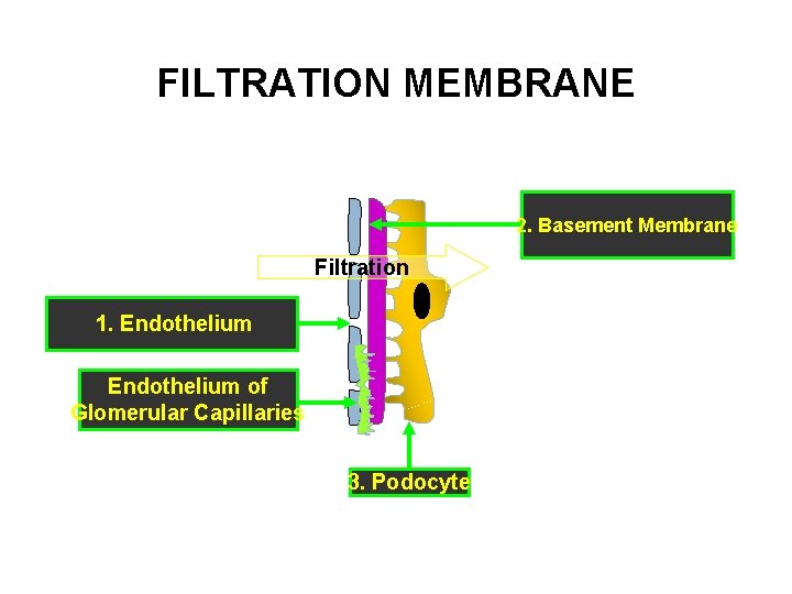 FILTRATION MEMBRANE 2. Basement Membrane Filtration 1. Endothelium of Glomerular Capillaries 3. Podocyte 
