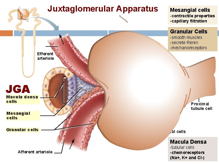 Juxtaglomerular Apparatus Mesangial cells -contractile properties -capillary filtration Granular Cells -smooth muscles -secrete Renin