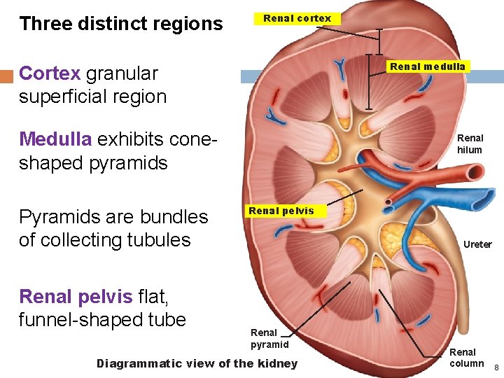 Three distinct regions Renal cortex Renal medulla Cortex granular superficial region Medulla exhibits coneshaped