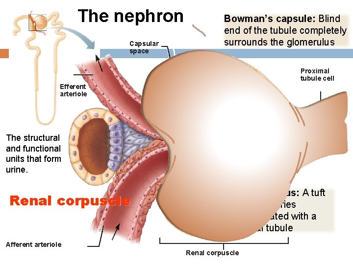 The nephron Capsular space Bowman’s capsule: Blind end of the tubule completely surrounds the