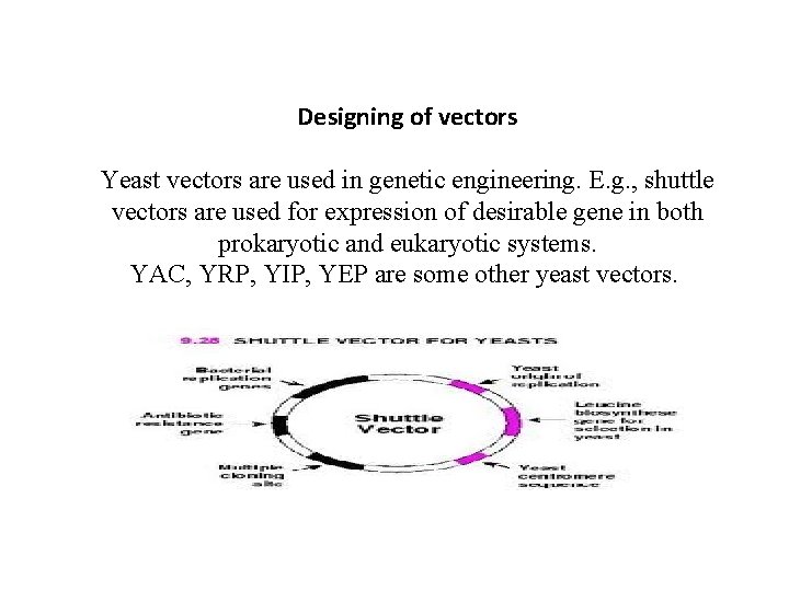 Designing of vectors Yeast vectors are used in genetic engineering. E. g. , shuttle