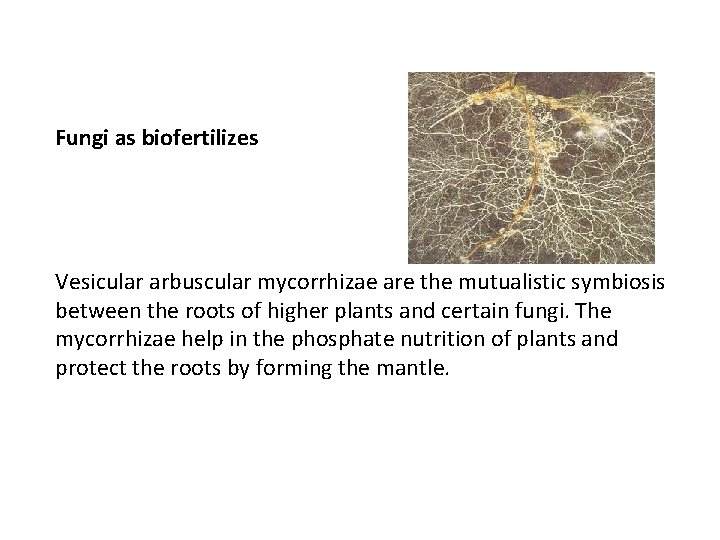 Fungi as biofertilizes Vesicular arbuscular mycorrhizae are the mutualistic symbiosis between the roots of