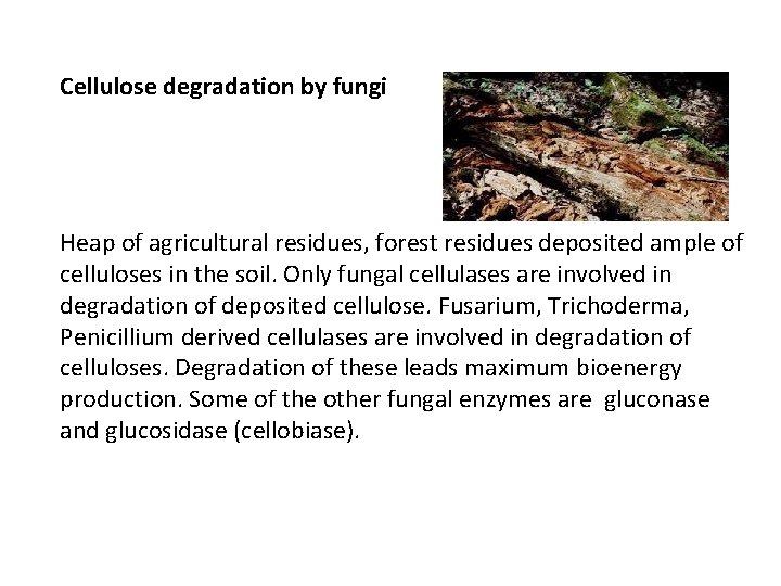 Cellulose degradation by fungi Heap of agricultural residues, forest residues deposited ample of celluloses