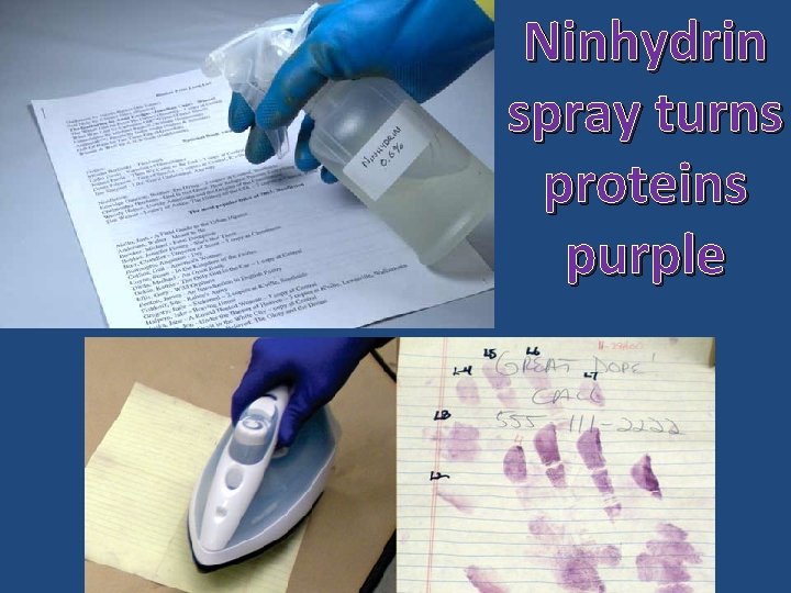 Ninhydrin spray turns proteins purple 