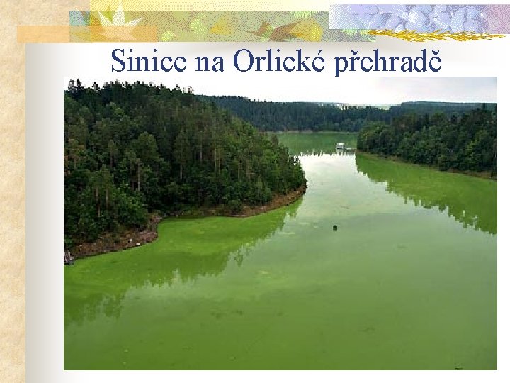 Sinice na Orlické přehradě 