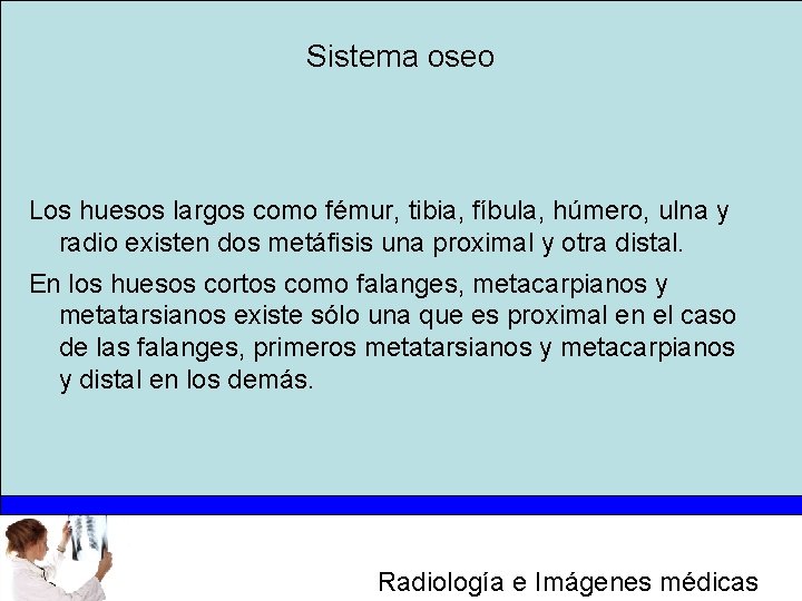 Sistema oseo Los huesos largos como fémur, tibia, fíbula, húmero, ulna y radio existen