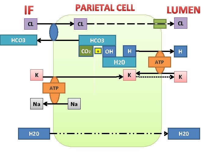 PARIETAL CELL IF CL LUMEN CL CL HCO 3 CO 2 + OH H