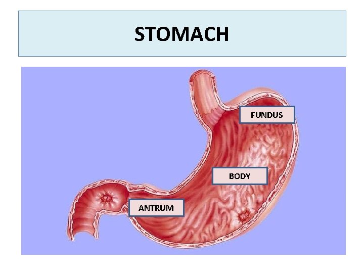 STOMACH FUNDUS BODY ANTRUM 