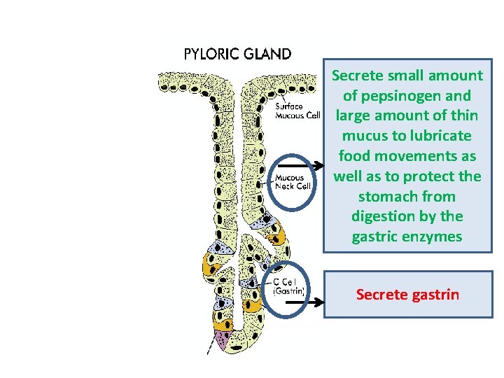 Secrete small amount of pepsinogen and large amount of thin mucus to lubricate food