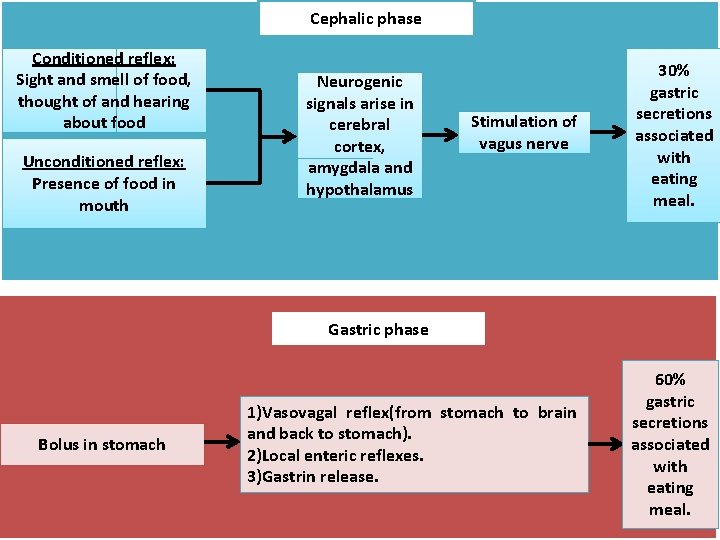Cephalic phase Conditioned reflex: Sight and smell of food, thought of and hearing about