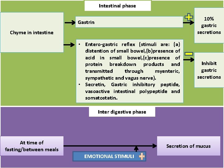 Intestinal phase 10% gastric secretions Gastrin Chyme in intestine • Entero gastric reflex (stimuli