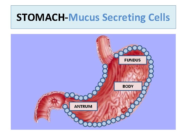 STOMACH Mucus Secreting Cells FUNDUS BODY ANTRUM 