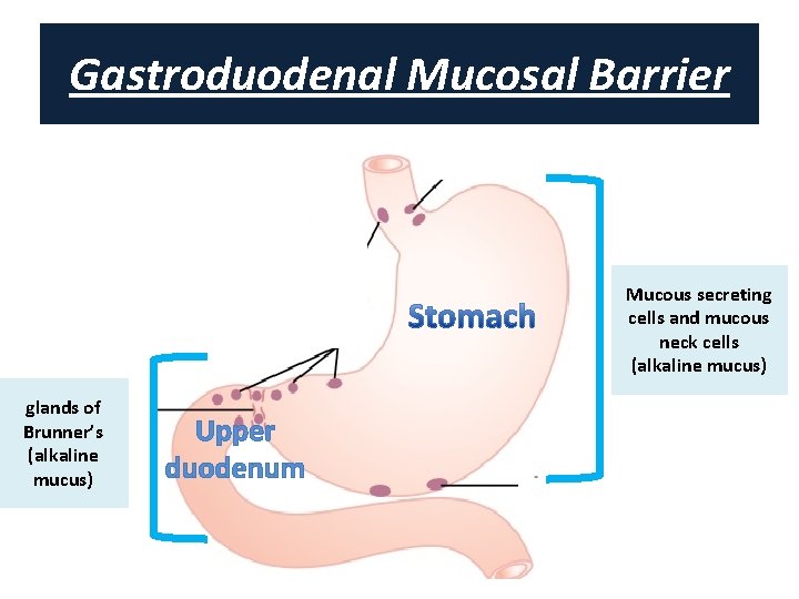 Gastroduodenal Mucosal Barrier Mucous secreting cells and mucous neck cells (alkaline mucus) glands of