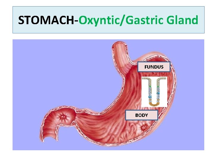 STOMACH Oxyntic/Gastric Gland FUNDUS BODY 